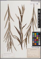 Foto von Salix eleagnos Scop.
